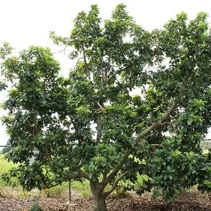 thumbnail for publication: Persea americana: Avocado